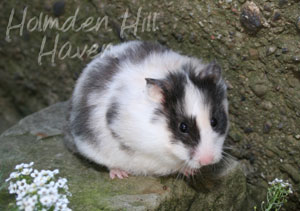 Wisconsin Treasure- Black Tortoiseshell and White (Dominant Spot) Longhaired